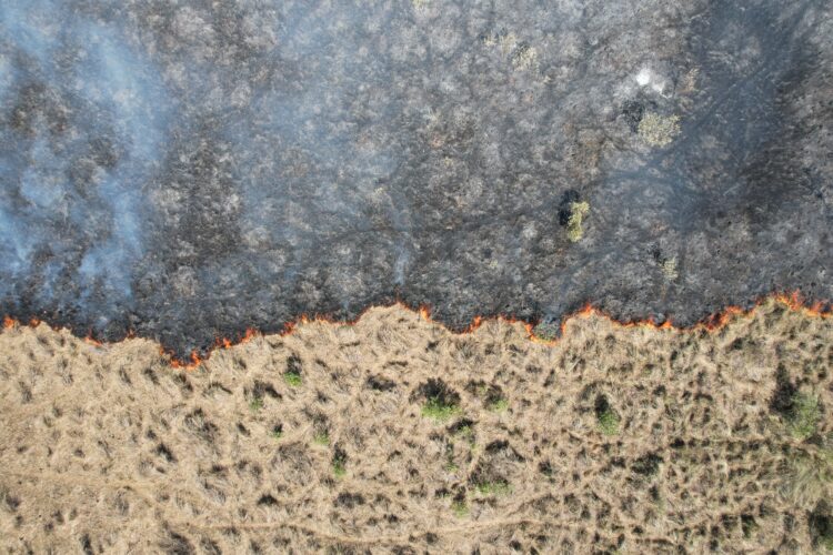 Lançado em 2023, SIFAU auxilia MS na identificação de áreas para queima prescrita