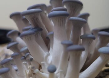 Com cogumelos, startup sul-mato-grossense mira mercado de proteínas alternativas