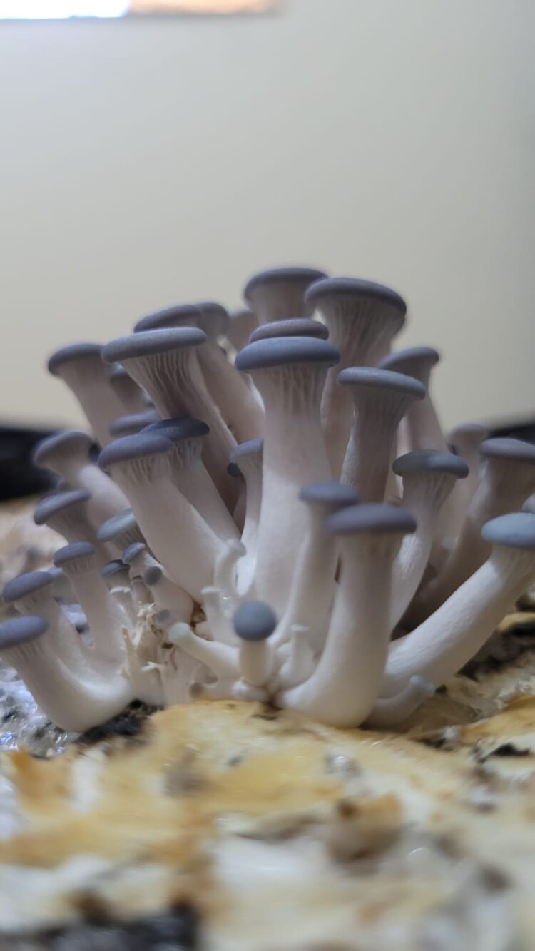 Com cogumelos, startup sul-mato-grossense mira mercado de proteínas alternativas