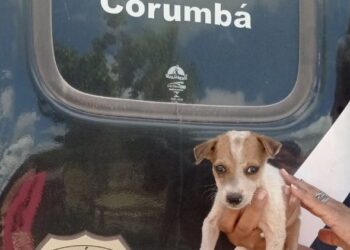 Polícia resgata animais em situação de maus-tratos, em Corumbá, durante operação