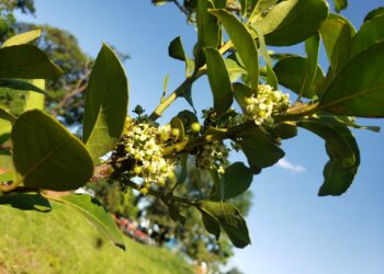 Agraer vai comprar de 60 mil mudas de erva-mate para distribuir a pequenos produtores de MS