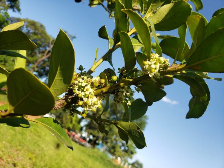 Agraer vai comprar de 60 mil mudas de erva-mate para distribuir a pequenos produtores de MS