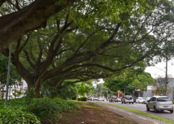 Prefeitura mantém tratamento fitossanitário nas figueiras das avenidas Mato Grosso e Afonso Pena