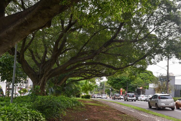 Prefeitura mantém tratamento fitossanitário nas figueiras das avenidas Mato Grosso e Afonso Pena
