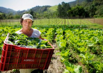 Programa de Aquisição de Alimentos: mulheres são maioria na produção e na inclusão alimentar