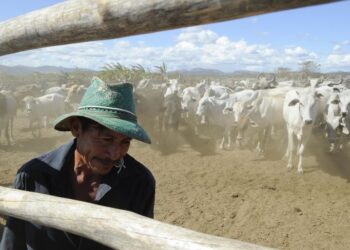 No MS, produtores de soja, milho, leite e carne podem renegociar o crédito rural