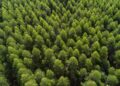Arauco está com 150 vagas abertas para Operação Florestal em MS