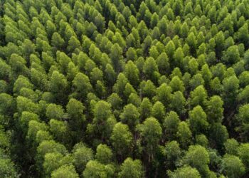 Arauco está com 150 vagas abertas para Operação Florestal em MS