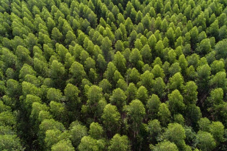 Arauco está com 150 vagas abertas para Operação Florestal em MS