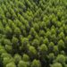 Arauco está com 150 vagas abertas para Operação Florestal em MS