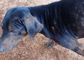 Mulher é presa por atirar em cachorro com espingarda de pressão, em Aquidauana