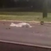 Motociclista com farol apagado colide de frente com carro de app. e morre na Gury Marques