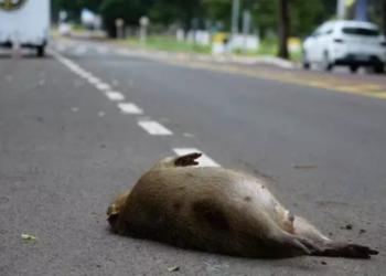 Corpo de capivara é encontrado nos Altos da Avenida Afonso Pena