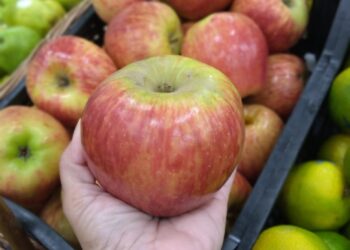 Potência na agricultura e na saúde, a maçã é uma aliada barata e nutritiva na rotina do consumidor brasileiro