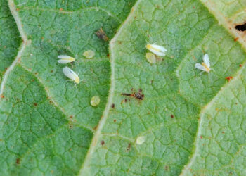 Inseticida a base de plantas para combater mosca-branca em lavouras é criado por Instituto