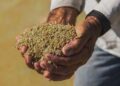 Governo define parâmetros para importação de arroz. Para consumidor, preço final do quilo será de R$ 4