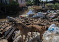Quase 10 mil animais foram resgatados durante as enchentes no RS