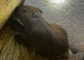 Capivara era mantida em cárcere em uma boca de fumo na Vila Industrial