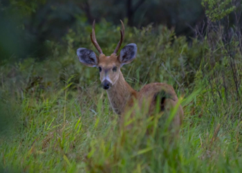 Empresa de celulose celebra presença de animais ameaçados de extinção em florestas de MS