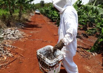 Abelhas morrem contaminadas por pulverização irregular e produtora ganha R$ 100 mil de indenização