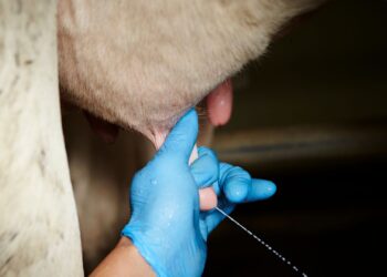 1ª TecLeite MS apresenta novas tecnologias e promove troca de experiências entre produtores