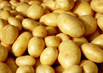 Preço da batata em Campo Grande registra 122,89% de variação em 12 meses