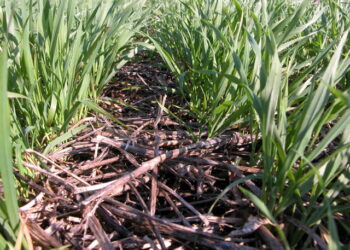 Agricultura regenerativa – o que significa, o que regenerar?