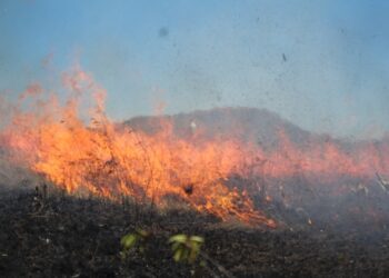 Mato Grosso do Sul tem recorde de queimadas e desmatamento