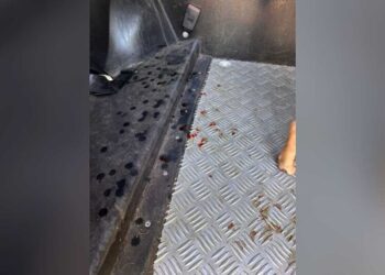 Irmã encontra cadela sangrando e preservativo e denuncia irmão que é preso por zoofilia