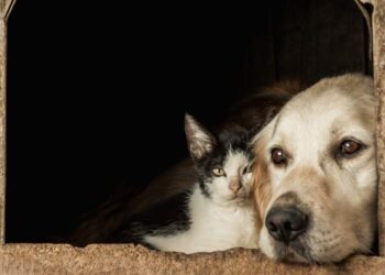 Superintendência de Proteção Animal realiza festival para discutir saúde única em agosto