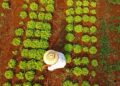 Com 80 mil famílias, MS contempla agricultura familiar com projetos inclusivos e inovadores