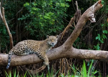 Empreendedores de MS têm oportunidade de alavancar ideias de negócio relacionadas ao Cerrado e Pantanal