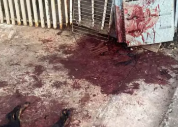Polícia Militar mata dois Pitbulls que mataram 4 cães no Aero Rancho e colocava população em risco