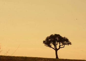Com névoa seca, baixa umidade do ar persiste em MS e antecede frio na próxima semana