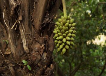Frutos de acuri são colhidos em Campo Grande para serem enviados às araras azuis do Pantanal