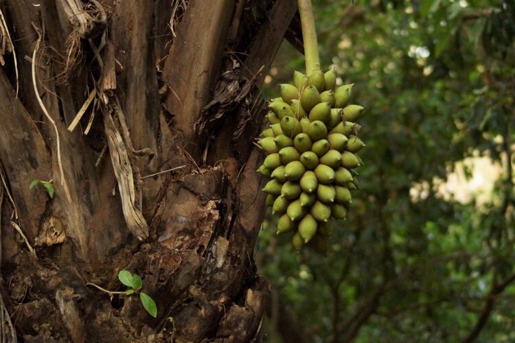 Frutos de acuri são colhidos em Campo Grande para serem enviados às araras azuis do Pantanal