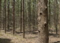 Arauco abre processo seletivo para operação florestal no Mato Grosso do Sul