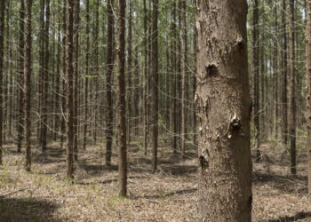 Arauco abre processo seletivo para operação florestal no Mato Grosso do Sul