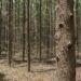 Arauco abre processo seletivo para operação florestal no Mato Grosso do Sul