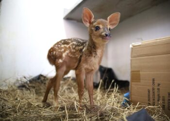 Filhote de veado resgatado durante incêndio florestal recebe cuidados no hospital veterinário do CRAS