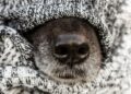 Veterinário explica que animais também sentem frio e têm risco maior de doenças no inverno