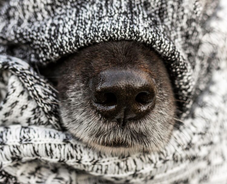 Veterinário explica que animais também sentem frio e têm risco maior de doenças no inverno