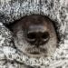 Veterinário explica que animais também sentem frio e têm risco maior de doenças no inverno