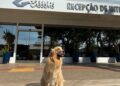 Hospital Cassems de Dourados recebe visita do cão Alfredinho famoso por dar carinho