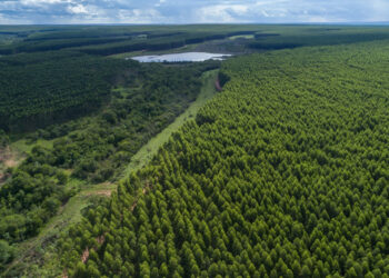Conselho da Arauco aprova construção do Projeto Sucuriú