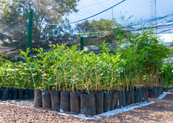 Águas promove oficina de plantio de mudas para crianças no Dia da Árvore