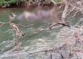 Corpo de homem é encontrado enroscado em galhos de rio, em Água Clara