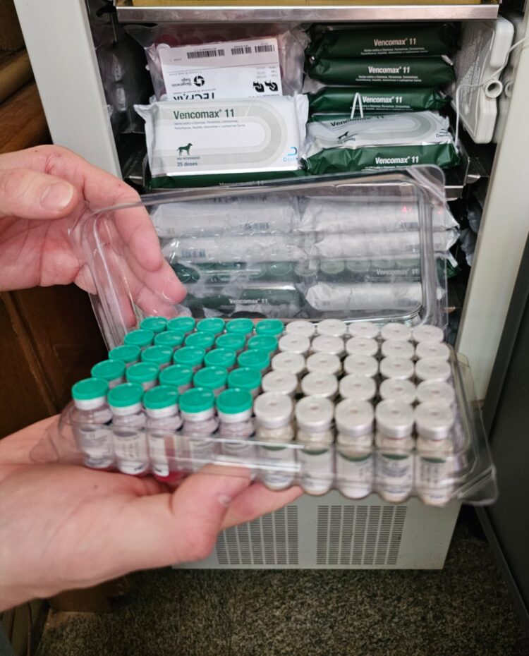 Prefeitura lança campanha de vacinação gratuita para cães com vacina polivalente