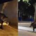Homem que atropelou anta de moto morre na Santa Casa de Campo Grande