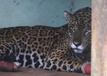 Onça-pintada resgatada desnutrida em incêndio no Passo do Lontra morre, em MS